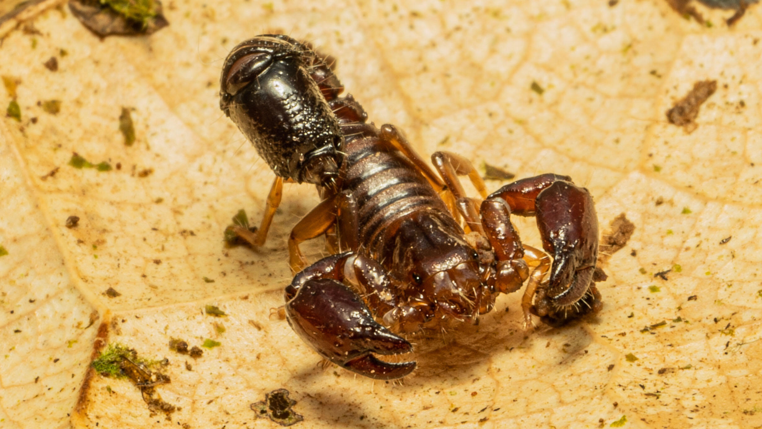 Close-up of a scorpion on a light colored surface.