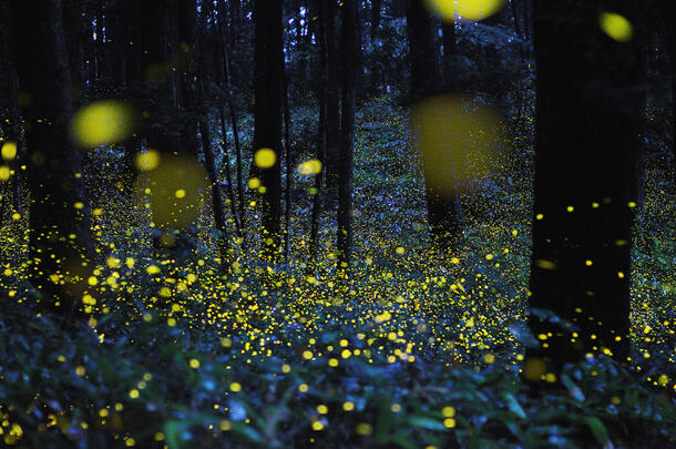 Hundreds of fireflies glowing against the dark evening light, with thick trees in the background.