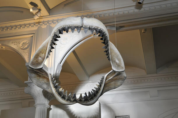 The fossilized jaw of a Megalodon hanging by wires from the ceiling.