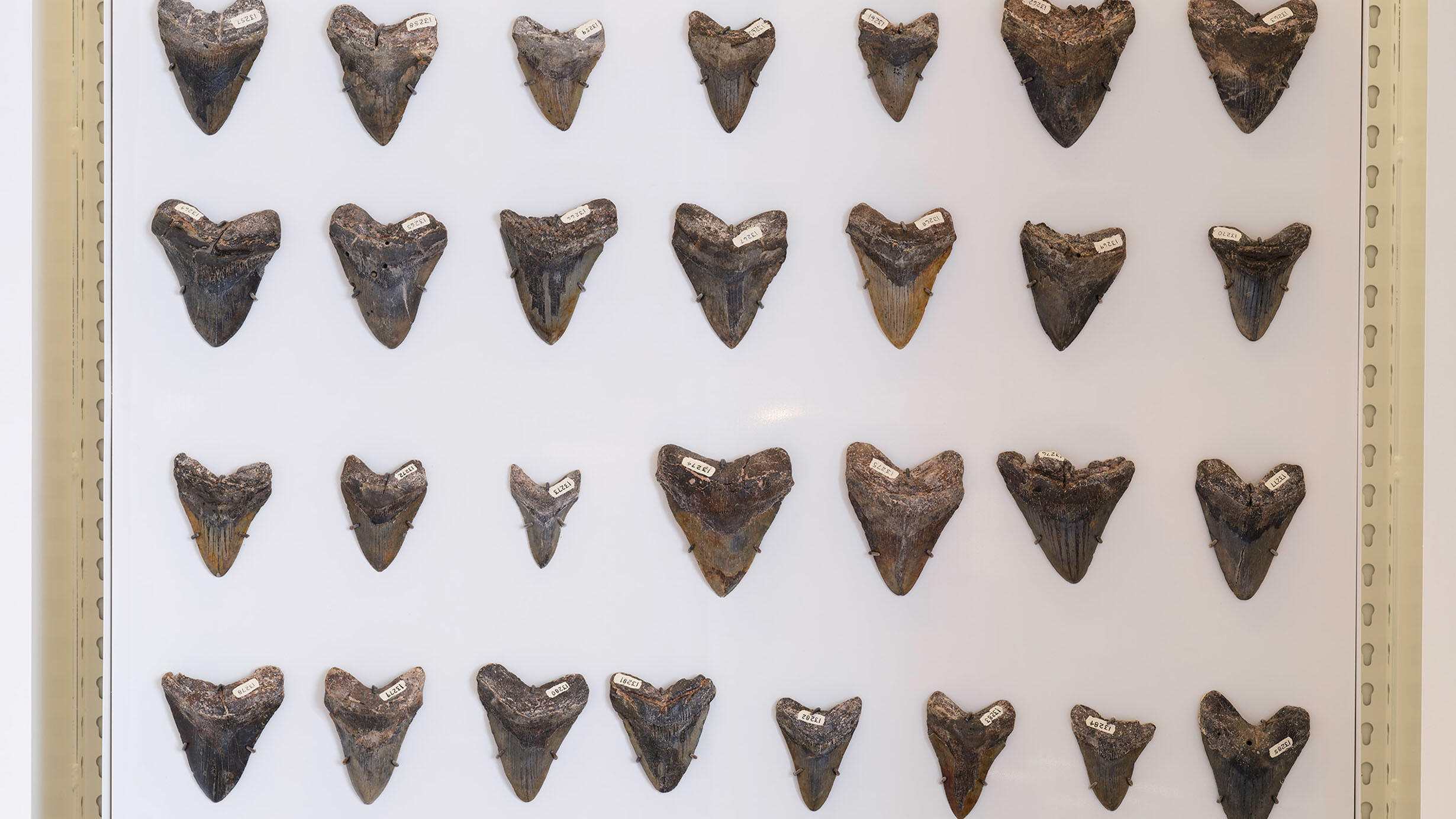 Four rows of 29 total fossilized Megalodon teeth on display in the Collections Core at the Gilder Center.