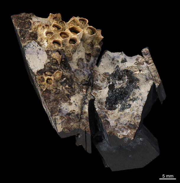 Krusatodon kirtlingtonesis specimen on a dark background with text reading 5 mm for scale.