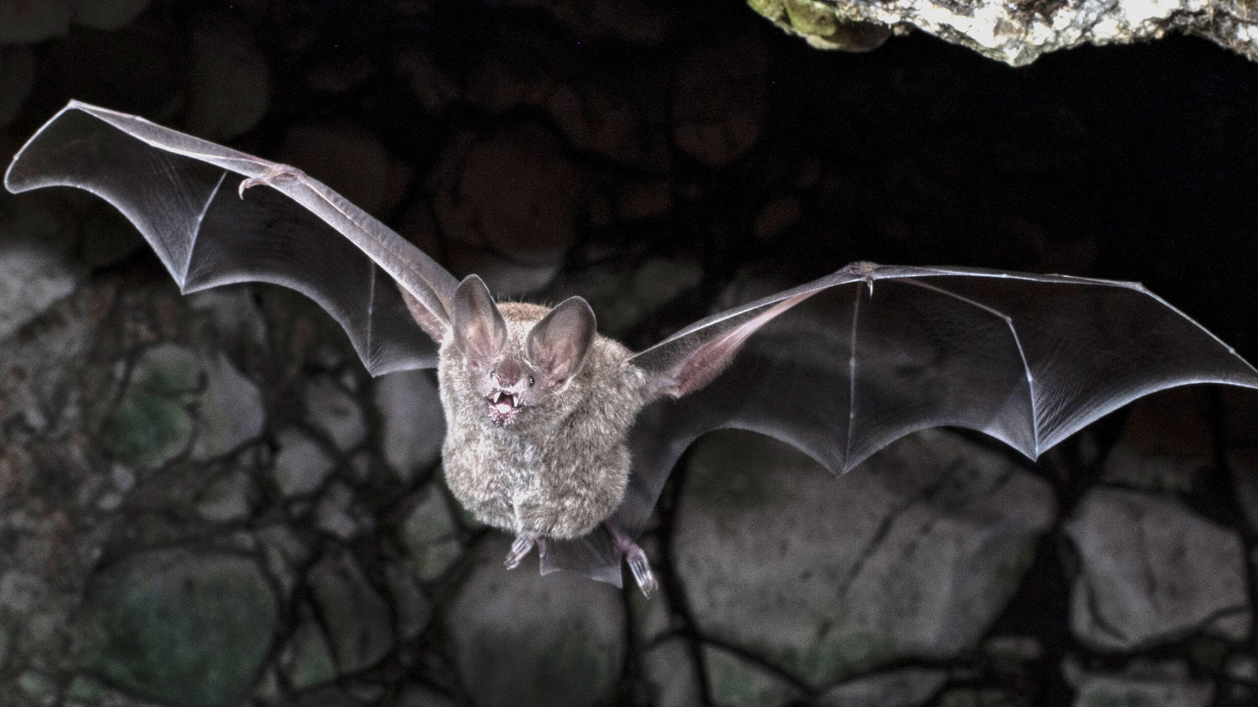 A frog-eating bat in flight with a round body, large ears, and outstretched wings.