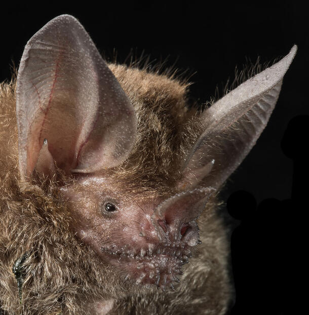 Close-up on the face of a species of frog-eating bat, the trachops coffini, with its snout covered in wart-like protrusions.