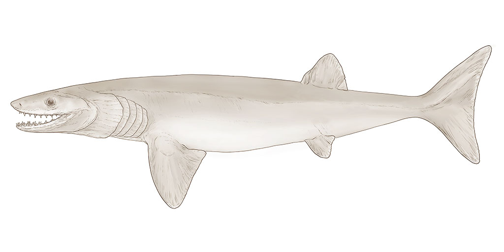 New 326-Million-Year Old Shark-like Fossil Species Named | AMNH