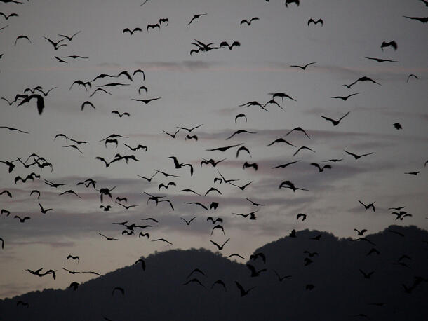 Hundreds of large bats, grey headed flying foxes, fly in the darkened sky.