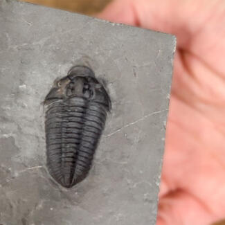 A hand holding a trilobite fossil embedded in a square piece of rock.