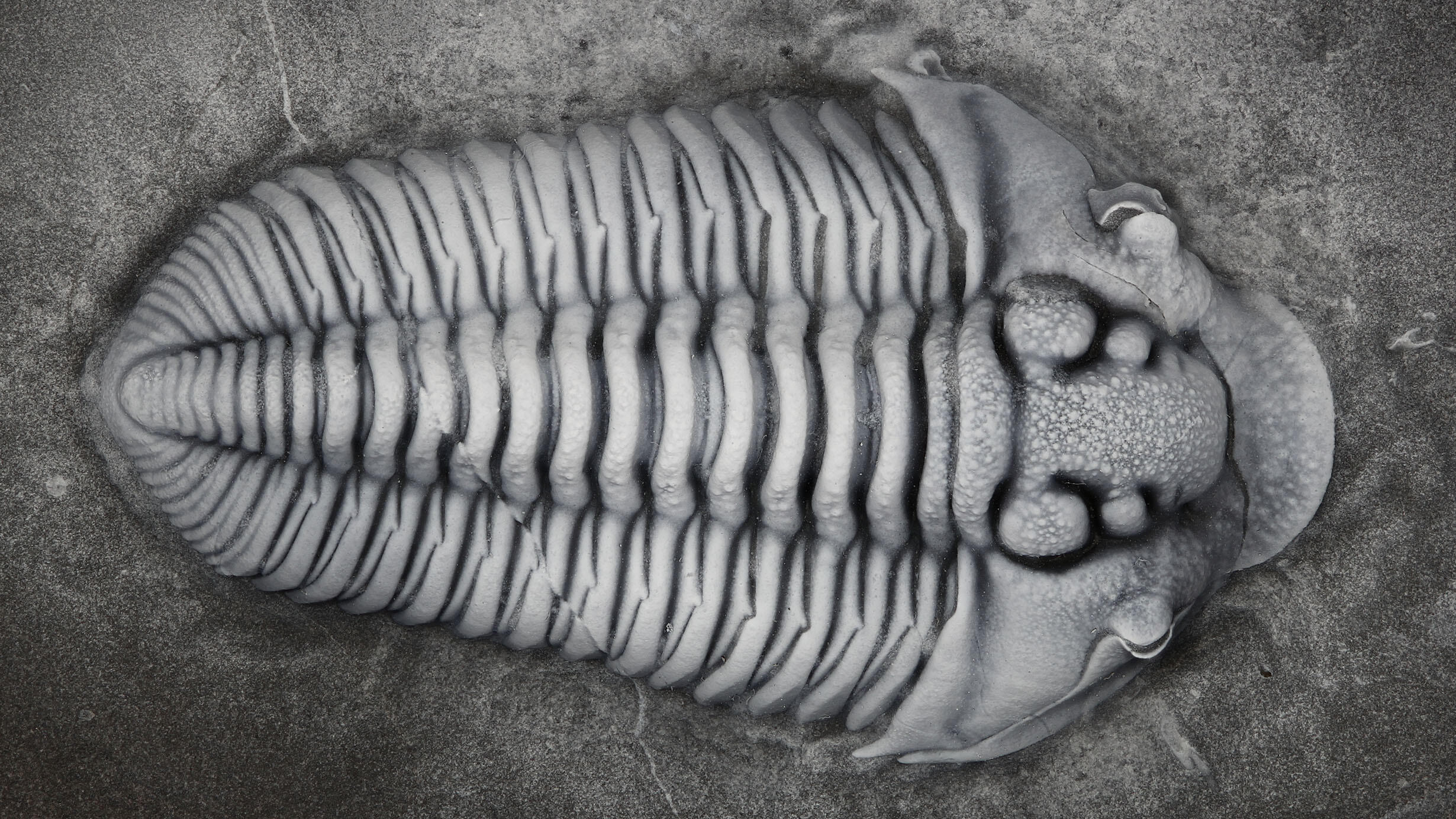 A complete and oval-shaped trilobite, the newly named species Flexicalymene trentonensis, in rock.