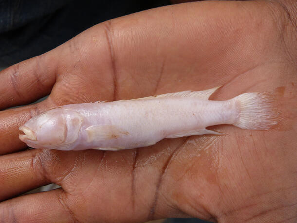 A small pale blind fish held in the palm of a person's hand.