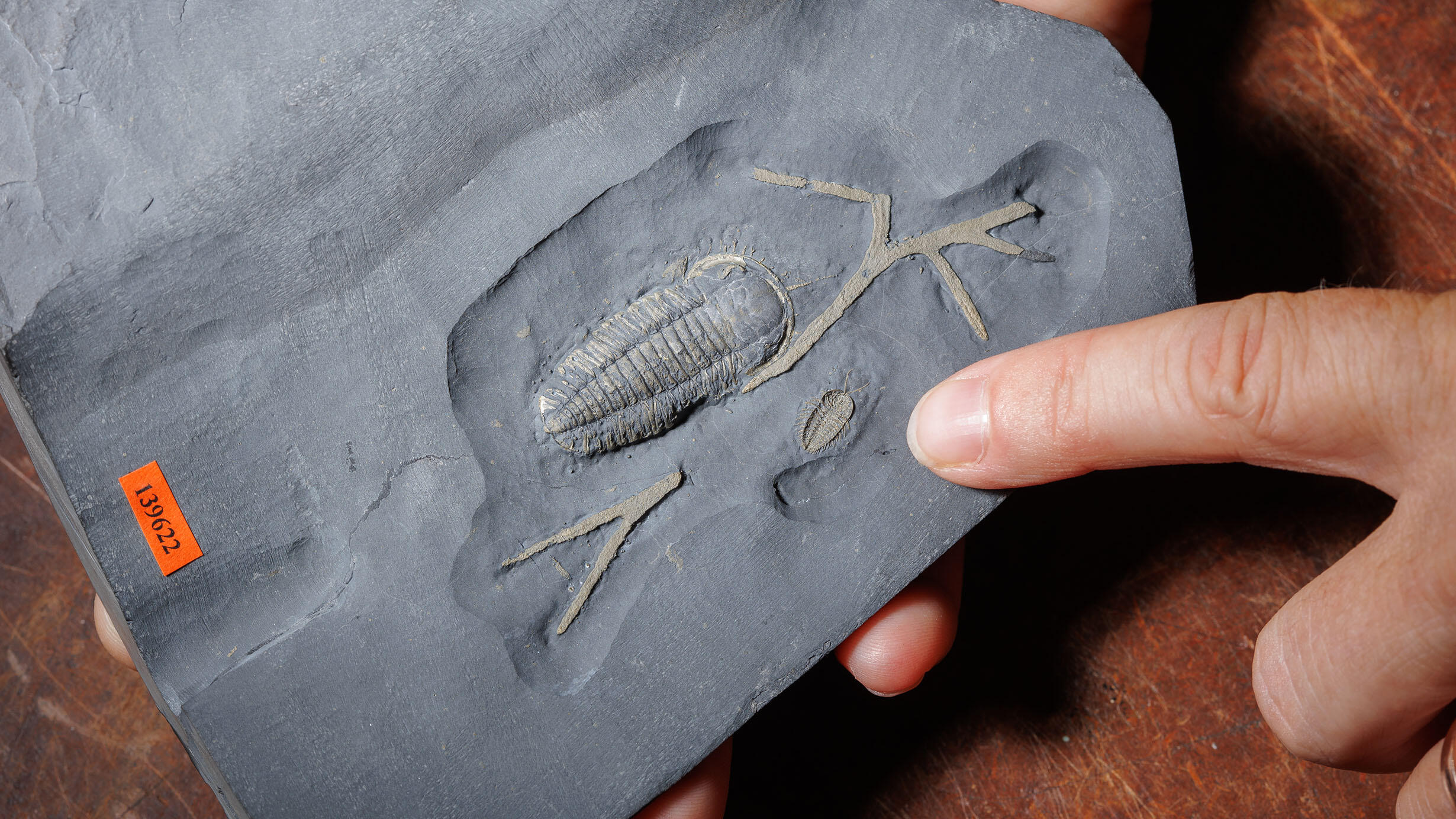 A hand holds an extremely well-preserved trilobite fossil in a slab of rock.