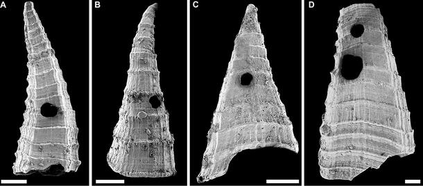  Four scans of Lapworthella fasciculata shells with conical shapes, each labeled with a letter A-D. 