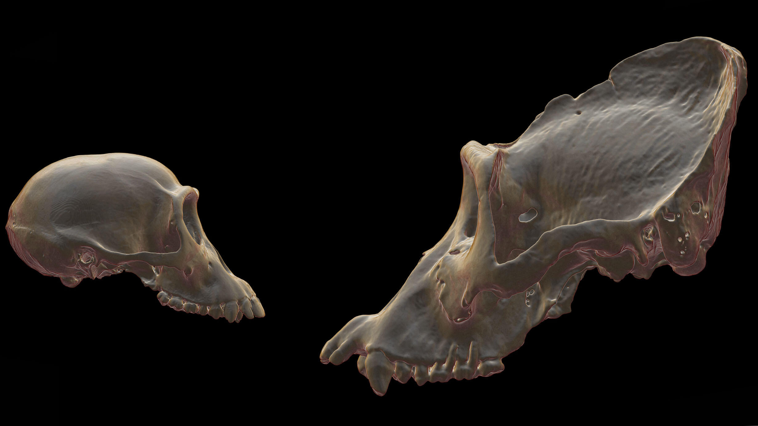 Side by side CT scans of the skull of a bonobo (left) and an eastern gorilla (right) facing each other.