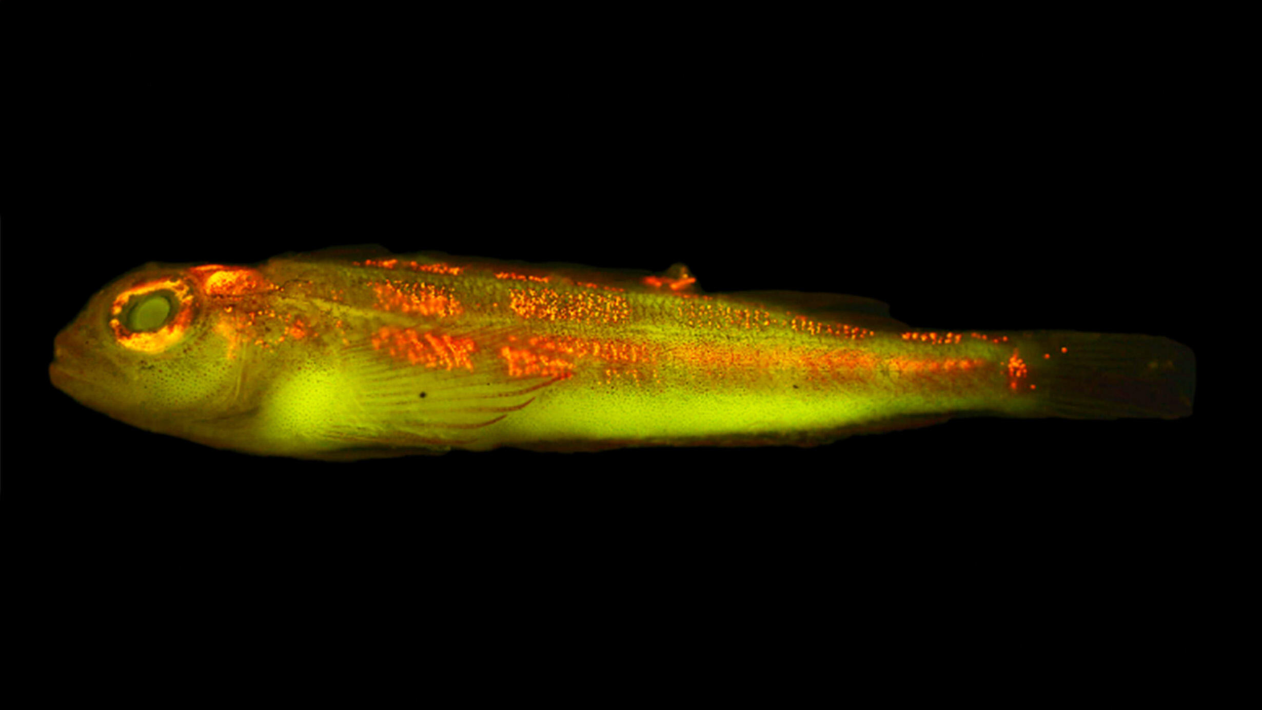 A glowing, biofluorescent multicolored fish against a dark background.
