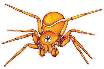 A color illustration of a goblin spider. 