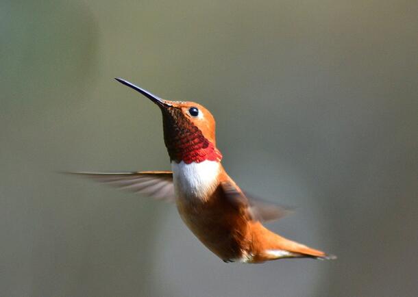 A rufous hummingbird in flight. A orange-brown head, with bright red around the neck and a prominent white spot on the chest.