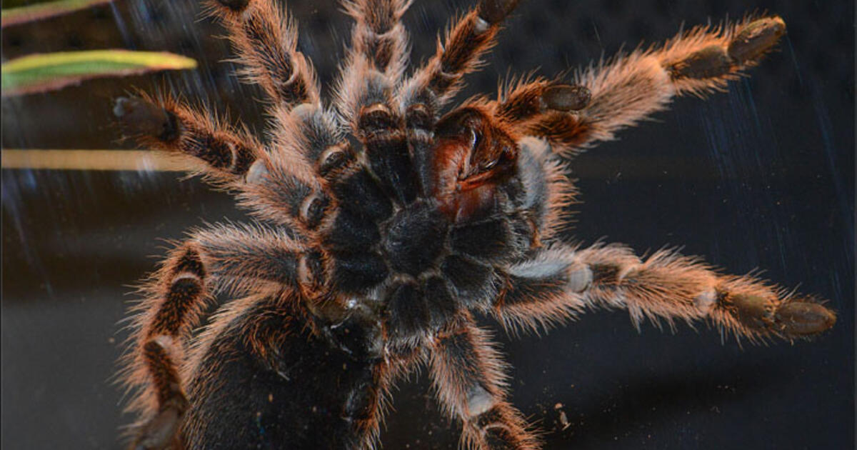 Live Animals On Display Power Of Poison Exhibit Amnh