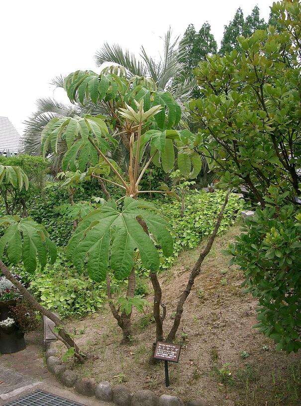 Tetrapanax paperiferus