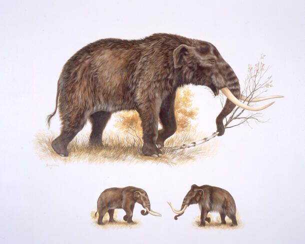 Mastodon vs mammoth