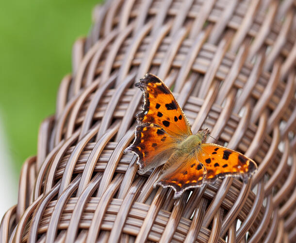 An Eastern comma butterfly with its bright orange wings with black flecks strikes a colorful contrast against the drab wicker surface on which it is perched.