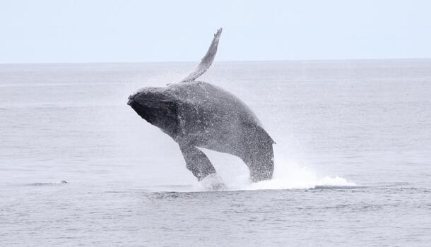 Humpback Whale