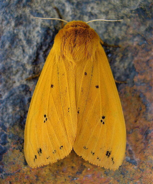 Isabella tiger moth