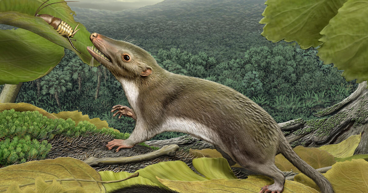 Tracing the Face and Age of the Placental Mammal Ancestor | AMNH