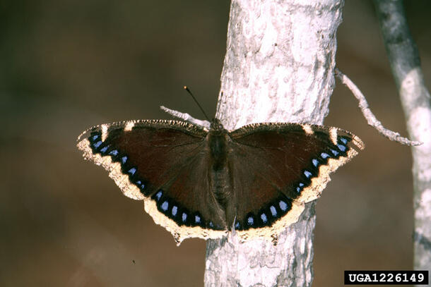 Mourning cloak butterfly (Nymphalis antiopa)