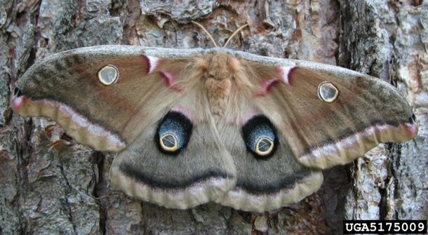 Polyphemus moth 
