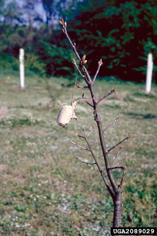 Polyphemus moth cocoon on a bare branch.