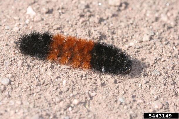 Banded woolly bear, the larva of the Isabella tiger moth