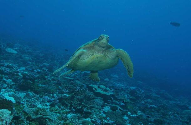 green turtle (Chelonia mydas) on its feeding grounds