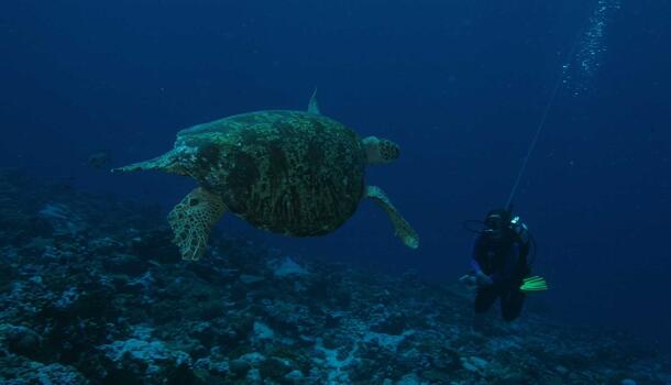 Green turtle with diver Palmyra Atoll