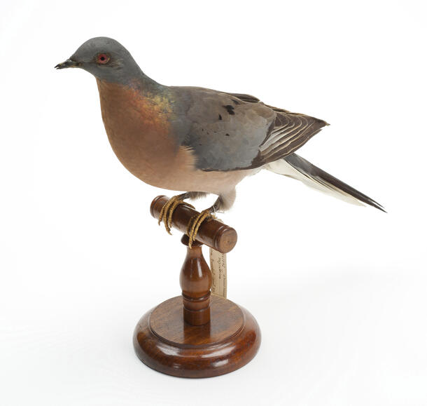 A Passenger Pigeon specimen perched on a stand.