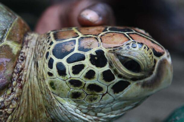 Close-up of the head of a Solomon Islands turtle. Individual turtles have unique numbers and shapes of scales on the sides of their heads, so photos can help track individuals.