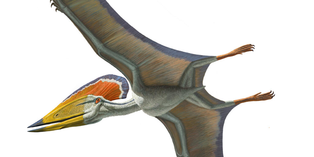 Friday's Pterosaur: Tupuxuara | AMNH