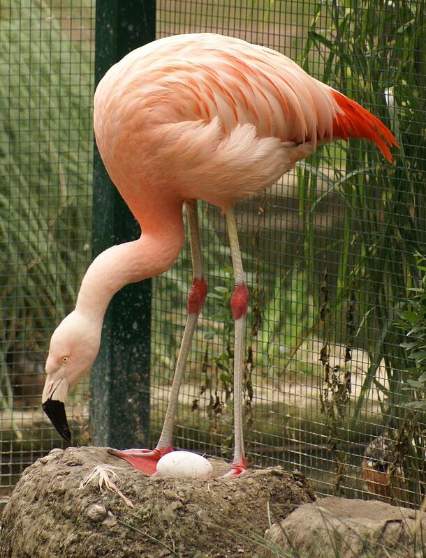Chilean Flamingo Wikimedia 