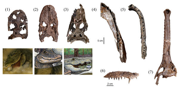 Crocodile Fossils 