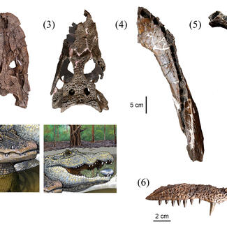 Crocodile Fossils 