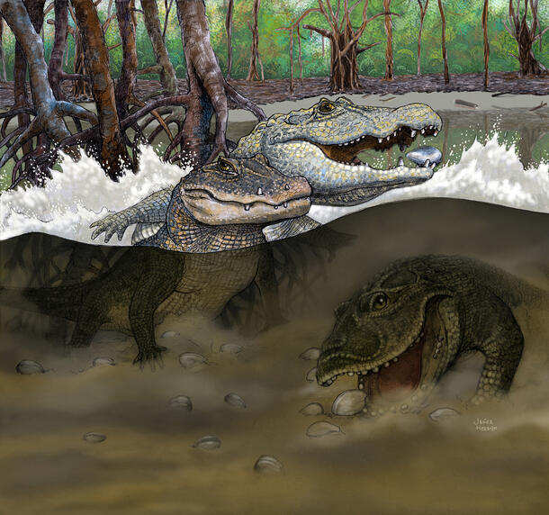 Crocodile scene