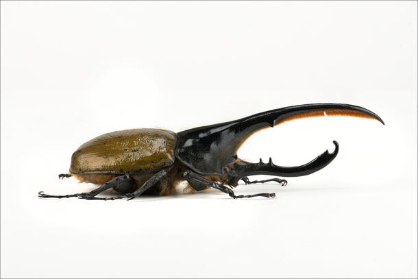 Hercules Beetle 