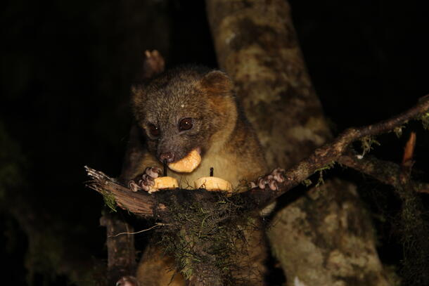 Olinguito Banana Slices 