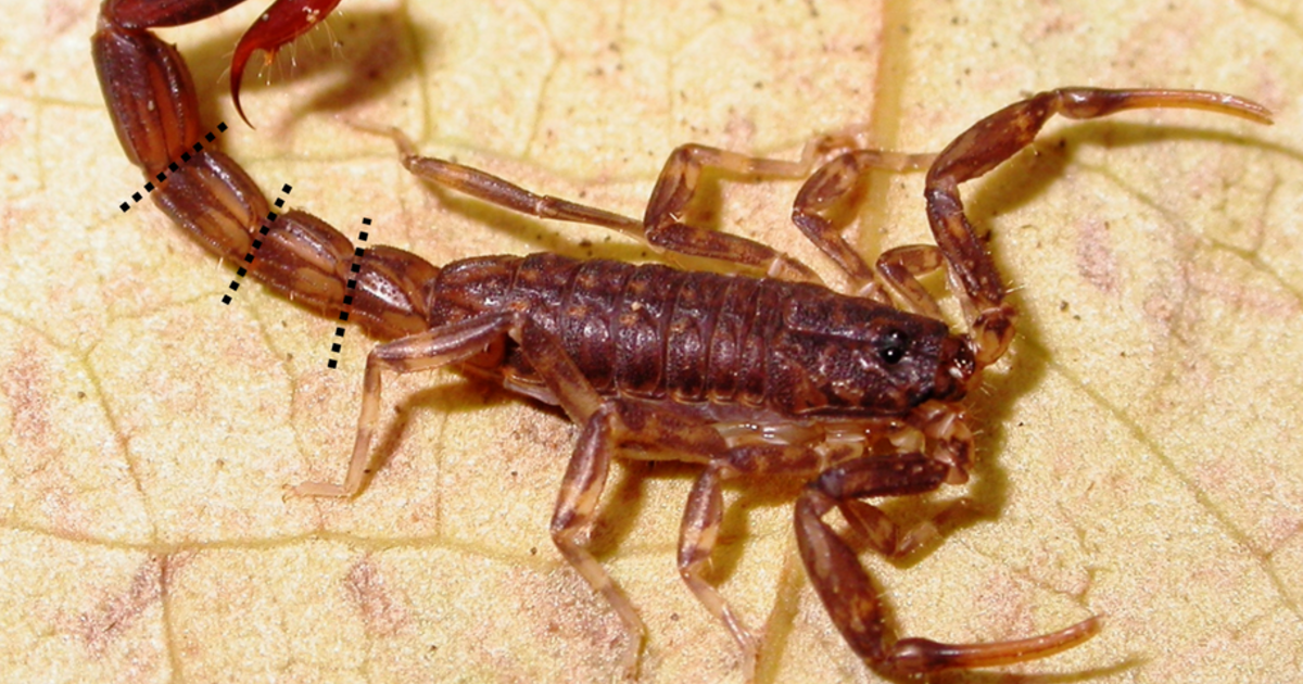 Scorpions' Detachable Tail Shakes Predators | AMNH