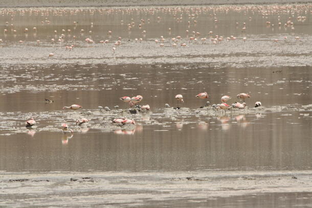 Puna flamingos feeding in South America