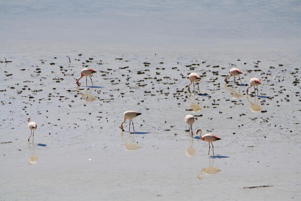 Puna Flamingos 