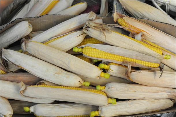 A box of ears of unshucked corn on the cob.
