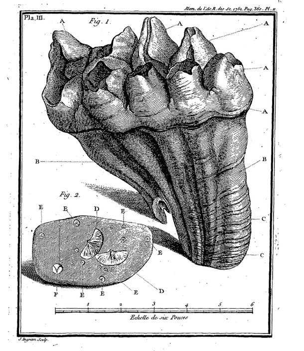 A detailed French drawing from the 1790s of a mastodon tooth. The surface of the molar seems composed of about eight small knob-like structures.