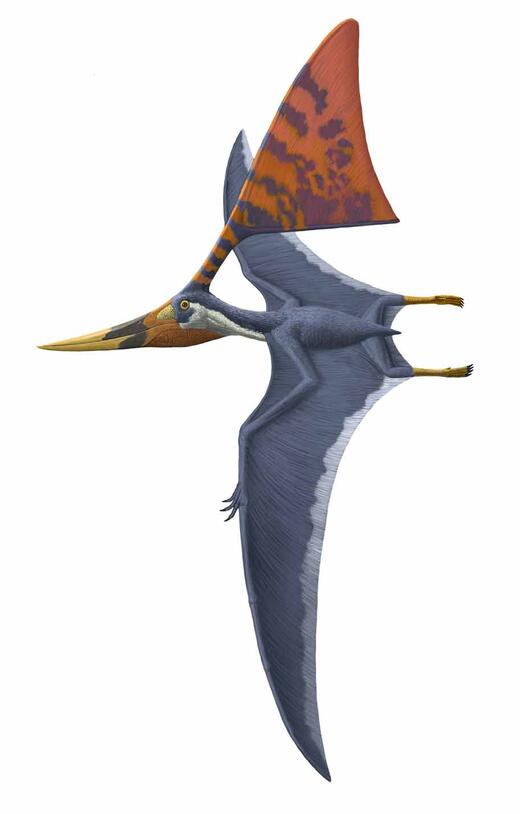 Pterosaurs: Flight in the Age of Dinosaurs