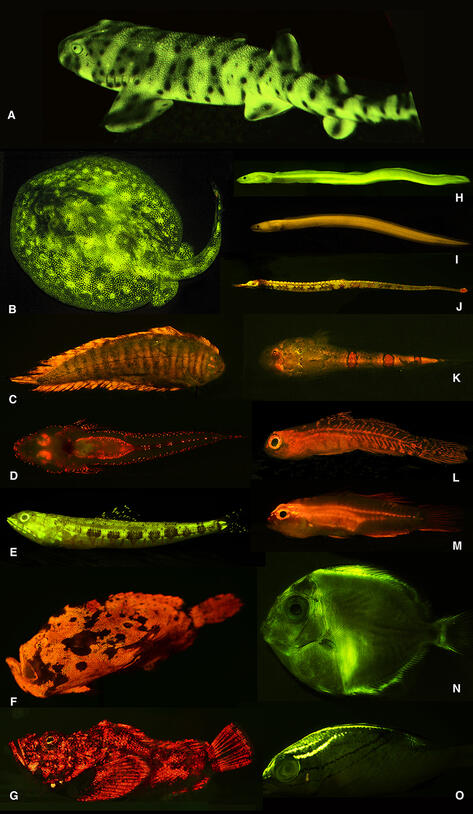 PLOS One Sparks-Gruber Biofluorescence