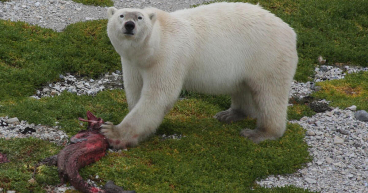 Polar Bear Diet Changing as Sea Ice Melts | AMNH