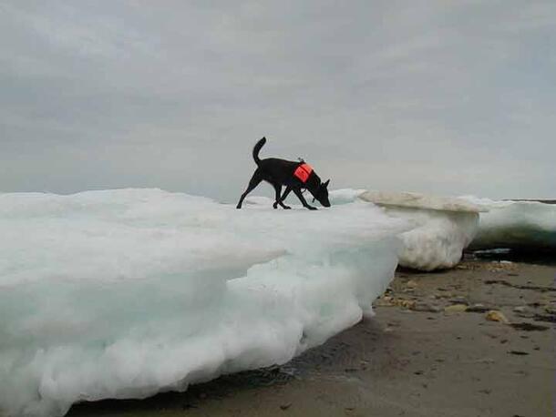 Quinoa dog polar bear study