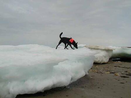 Quinoa, a Dutch shepherd, sniffs for polar bear scat on an ice flow&nbsp; ©AMNH/L. Gormezano